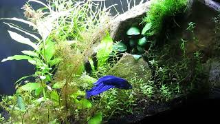 Best Way to Acquire Aquatic Plants for Aquaria 42624 [upl. by Weldon]