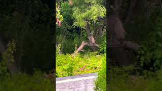 Peahens sitting on a tree shortstrendingyoutubeshortsshortshortvideonaturerichiebonam [upl. by Boleyn]