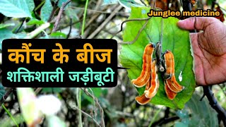 दुनिया की सबसे शक्तिशाली जड़ीबूटी कौंच बीज फायदे और पहचान  Mucuna pruriens [upl. by Eentihw764]