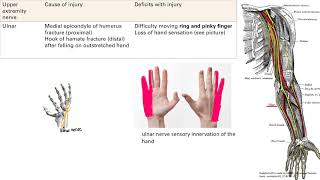 Upper Extremity Nerve Injury  MSK  Step 1 Simplified [upl. by Aikemal]