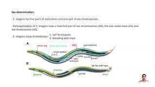 C elegans Development Part 2 CSIR NET TNSET GATE Life Science BSc MSc Biology [upl. by Remliw385]