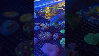 Our favorite thing to do is open new coral orders reeftank nanotank [upl. by Tzong]