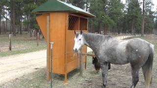 Doors closing automatically on horse feeder in fenceline [upl. by Irrehs]