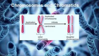 15 introduction to genetics Introduction to Homologous Chromosomes and Sister Chromatids [upl. by Roley]