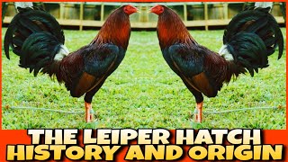 THE HISTORY AND ORIGIN OF LEIPER HATCH CHICKEN [upl. by Roscoe]