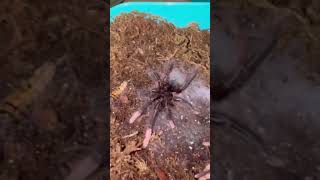 When Goliath Bird Eater Tarantulas STRIKE  🍽️ shorts [upl. by Quillan]