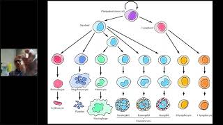 Bone Marrow Transplantation  GVHD GVL  Dr Gassas 14Jul2020 [upl. by Anires]