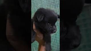 Pomeranian dog doglover shortsfeed youtubeshorts [upl. by Elwood]