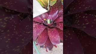 bromeliad plant tropical garden [upl. by Atsed]