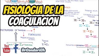 Hemostasia fisiologia de la coagulacion plaquetas [upl. by Anelas]