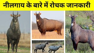 Nilgai Animal Behaviour  nilgai ke bare mein rochak jankari  Facts About Nilgai Wildlife in Hindi [upl. by Arihaj44]