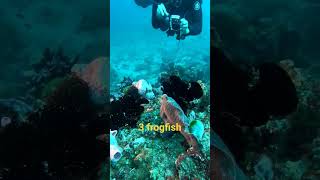 3 Frogfish😎😎 fish [upl. by Anaujal370]