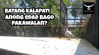 ILANG BUWAN O ANONG EDAD BAGO PAKAWALAN ANG MGA BATANG KALAPATI OR YOUNGBIRD [upl. by Eolande]