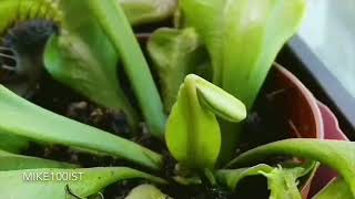 Venus Flytrap TimeLapse 75 days [upl. by Hewett]