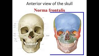 Norma frontalis of the skull [upl. by Kcirad]