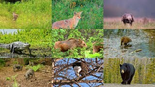 Animales de Norteamérica para niños en español con vídeos [upl. by Bui]