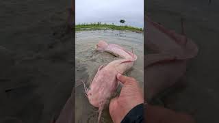 Amazing fishing redfish fishing fish handfishing [upl. by Haimorej]