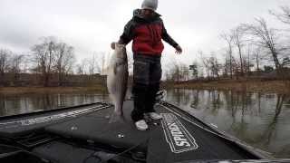 Giant Lewis Smith Lake Striper [upl. by Adnwahsat]