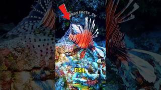 Beware the Lionfish Stunning Yet Poisonous fish lionfish shorts animals [upl. by Nnylesor]