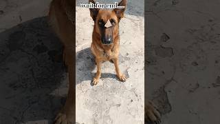 जर्मन शेफर्ड पप्पी डॉग सिट एंड स्टे ट्रेनिंगHOW TO TRAIN DOGshorts puppytraining short hindi [upl. by Eelarual]