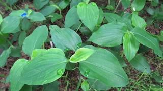 Commelina benghalensisDiya meneriyaHerbal plants of Sri Lanka [upl. by Iain265]