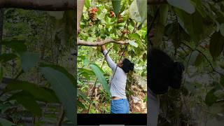 Mouth watering spicey rose apple pickle water apple java apple home recipe srilankanfruit recipe [upl. by Eendyc]