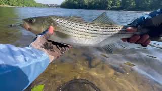 Fishing The Delaware River With Jerk Bait 6  25  24 [upl. by Thorsten]