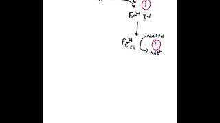 Biochemistry of cytochrome P 450 enzymes [upl. by Yelnoc]