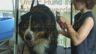 Hund und Katzensalon Tierpension Kersebohm [upl. by Enalb]