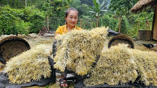 Green bean sprouts growing process  Harvest after 3 days 3 nights goes to market sell  Ly Thi Tam [upl. by Gerson82]