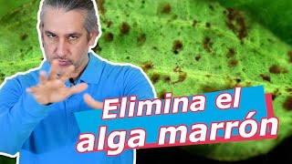 Cómo ELIMINAR el ALGA marrón · DIATOMEA 🚫🌱 [upl. by Acilef93]