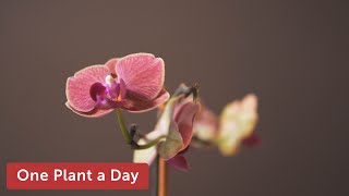 Phalaenopsis sp Orchid Houseplant Care — 7 of 365 [upl. by Ynnub]