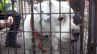 Emaciated White Pittie Scrounging For Food on Street As Detroit Pit Crew Dog Rescue Save Her Life [upl. by Anaytat278]