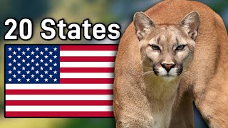 The Mountain Lion Population In Each State They Inhabit amp Their Future [upl. by Dnaloy]