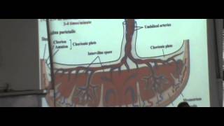 Embryology Dr Hossam Placenta 20 December 2014 [upl. by Fredella]