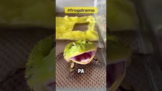 Frogs Dramatic Scream You Won’t Believe This Reaction [upl. by Ojaras773]