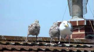 The first few weeks in the life of an Herring Gull [upl. by Basir675]