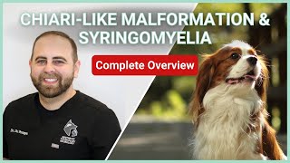 Chiarilike Malformation amp Syringomyelia In Dogs  Symptoms Diagnosis Treatment amp Prognosis [upl. by Elbys38]