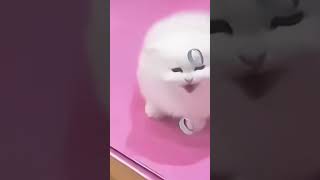 cute Cats funny Cats gatos adorables gatos bebe😻 [upl. by Notlit556]