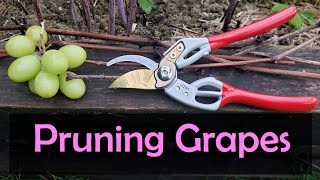 How To Prune Grape Vines  Easy Cane Method [upl. by Mokas949]