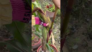 Harvesting butternut kangkong bitter gourd luffa gardening [upl. by Attenyl972]