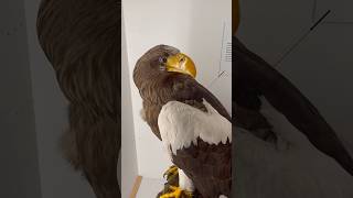 Steller’s Sea Eagle 🦅 Science STEM [upl. by Shedd]