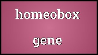 Homeobox gene Meaning [upl. by Kcire46]