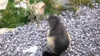 PyrénéesMarmottes du train dArtouste à 2000 m daltitude [upl. by Chrysler502]