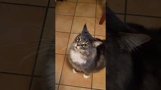 pet cat funny cute catlover pets katze kitten [upl. by Esidnak929]