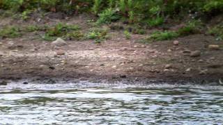 Temminck Stint  Rainton Meadows DWT Durham [upl. by Ikcaj369]