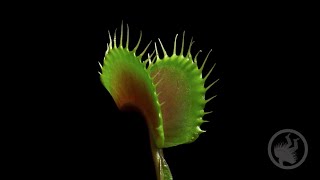 Deadly Plants Killing Bugs  Carnivorous Plant Timelapse [upl. by Ashla]