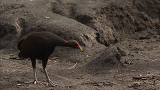 Rare footage of megapode birds laying eggs in volcano ashcovered islands and their predators [upl. by Enitsyrk]