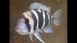 Frontosa Cichlid Breeder  Back In Business [upl. by Schlosser647]