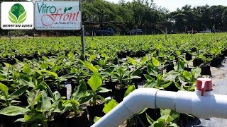 Producción In vitro de Banano en quot VITRO FRONT quot  Berstan Agro por Stanley Bernard [upl. by Ecilahc]